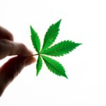 Сорта и выбор семян конопли для выращивания img-1175.jpg