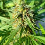 Купить семена конопли в Санкт-Петербурге img-1261.jpg