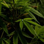 Семена конопли Auto Haze XXL feminised от Dinafem Seeds img-1280.jpg