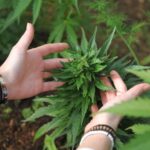 Приобретение семян конопли в Тольятти: свойства, места покупки и стоимость img-1781.jpg