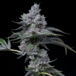 Культивирование конопли в Рязанской области img-2125.jpg