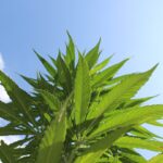 Наркозависимость и наркорынок в Томске: состояние и тенденции img-2128.jpg