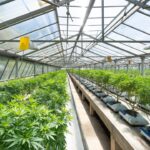 Семена конопли в Москве: свойства, виды и приобретение img-2152.jpg