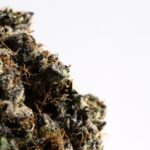 Семена конопли от лучших производителей img-2239.jpg