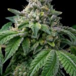 Купить марихуану в Екатеринбурге img-2261.jpg