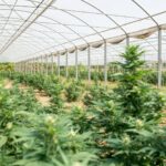 Параметры и свойства наркотического средства фен img-2263.jpg