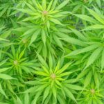 Особенности и преимущества сорта конопли Auto Super Skunk от Ganja Seeds img-2310.jpg