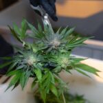 Гашиш в Санкт-Петербурге свойства и доступность img-2444.jpg