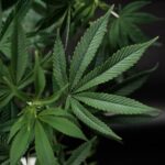 Конопля сатива свойства и выращивание семян конопли img-2494.jpg