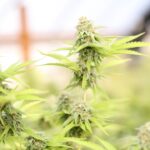 Наркотики в Новосибирске свойства и риски связанные с их приобретением и употреблением img-2538.jpg