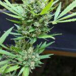 Семена конопли и их применение img-2586.jpg