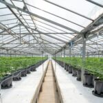 Гашиш в Санкт-Петербурге img-2700.jpg