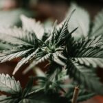 Приобретение наркотических средств в Украине и связанные с этим риски img-2919.jpg