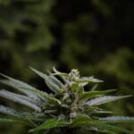 Польза и разнообразие семян в кулинарии и питании img-436.jpg