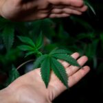 Купить гашиш в Ростове на Дону через телеграмм безопасно img-465.jpg