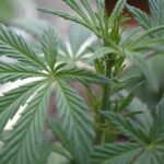 Купить наркотики в Калуге img-709.jpg