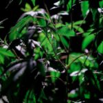 Свойства и Эффекты Семян Конопли Critical Mass CBD Feminised от Dinafem Seeds img-724.jpg