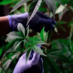 Сорт конопли Sleestack x Skunk regular от ДНК Генетикс img-923.jpg